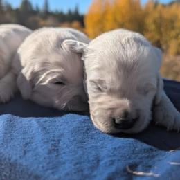 Aquila - Light golden male Golden Retriever puppy in Colville, Washington from Rosehaven Homestead
