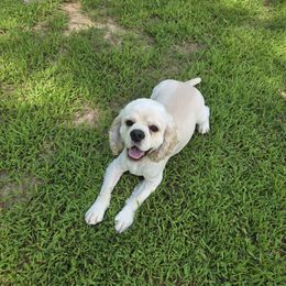 Cracker Jack - Cocker Spaniel