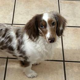 Marley - Dachshund