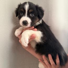 Nymph - Black tri-color female Australian Shepherd puppy in Weeki Wachee, Florida from Ace of Spades Australian Shepherds