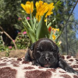 Boy 2 - Black male American Pit Bull Terrier puppy in Stanwood, Washington from Barajas Family Ranch