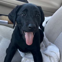 Girl 2 (green collar) - Black female Labrador Retriever puppy in Decatur, Indiana from Golden Bundles