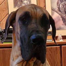 Beast - Great Dane
