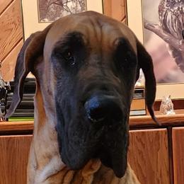 Beast - Great Dane