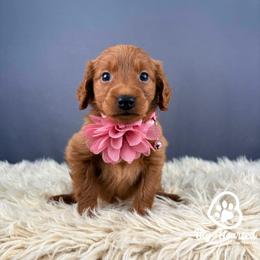 Victory - Red  female Goldendoodle puppy in Utah County, Utah from Big Hearted Breeders