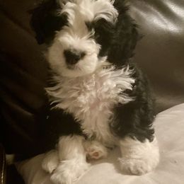 Bernedoodle, Cavalier King Charles Spaniel, Cavapoo, and Poodle Puppies from Dinky Doo Doodles