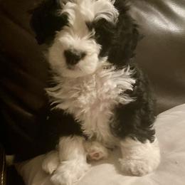 Bernedoodle, Cavalier King Charles Spaniel, Cavapoo, and Poodle Puppies from Dinky Doo Doodles