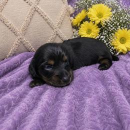 Bloom - Black and tan female Dachshund puppy in Richmond, Virginia from Paw Prints