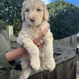 Cockapoo and Goldendoodle Puppies from My Forever Best Friend