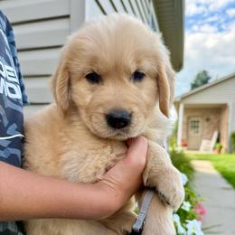Gray boy - Golden male Golden Retriever puppy in Macy, Indiana from Macy Golden Meadows