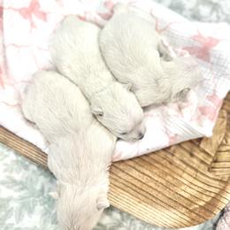 Female 1 - White female West Highland White Terrier puppy in Boaz, Alabama from Creekside Westies