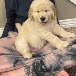 Golden Retriever Puppies from Chizan Goldens