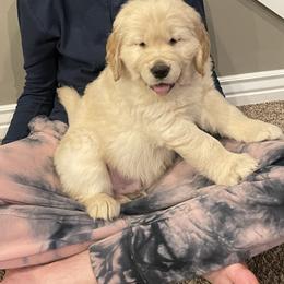 Golden Retriever Puppies from Chizan Goldens