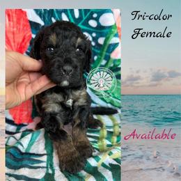 St. Lucia - Tri-color female Bernedoodle puppy in Godwin, North Carolina from Farm Sweet Farm Doodles