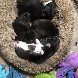Staffordshire Bull Terrier Puppies from J Jax Staffords