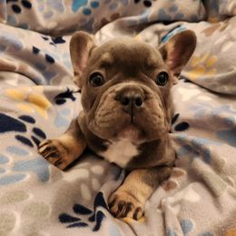 Boston Terrier and French Bulldog Puppies from Blue Skies Frenchies Florida