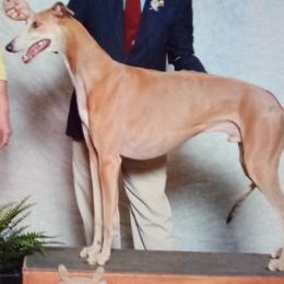 Greyhounds from Eyrie Hounds
