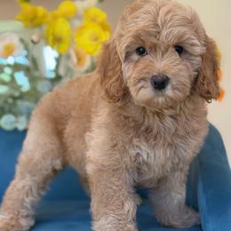 Harper - Apricot female Goldendoodle puppy in Yuciapa, California from AlltheDoodlez_