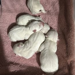 Girl 1 - West Highland White Terrier puppy in Ridgeway, Virginia from Rivers Bend Westies