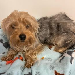 Taz - Yorkshire Terrier