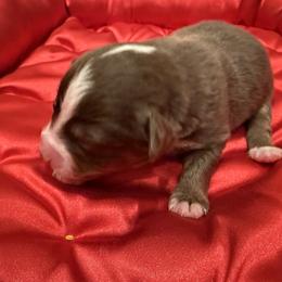 Titan - Red tri-color male Miniature American Shepherd puppy in Ballico, California from SierraVu Minis