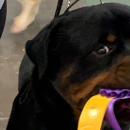 Rottweilers from Twin Creeks Rottweilers