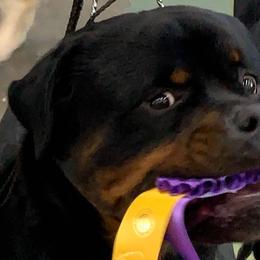 Rottweilers from Twin Creeks Rottweilers