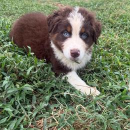 Asher - Red tri-color male Australian Shepherd puppy in Richmond, Texas from Big Zen Aussies