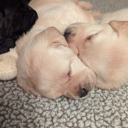 Labrador Retriever Puppies from High Altitude Labradors