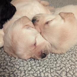 Labrador Retriever Puppies from High Altitude Labradors