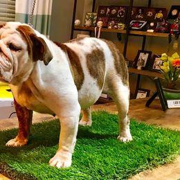 Sosa - English Bulldog