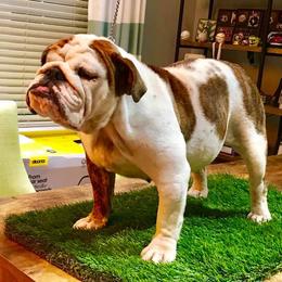 Sosa - English Bulldog