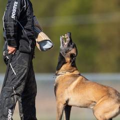 Belgian Malinois from Skyfall Kennels LLC