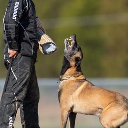 Belgian Malinois from Skyfall Kennels LLC