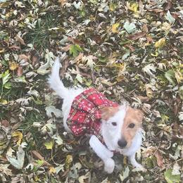 Lady Elaine (Laine) - White and tan female Russell Terrier puppy in Missouri from Royal Russells Ranch
