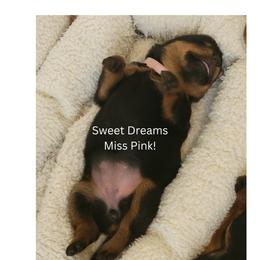 Girl 3 - Black and mahogany female Rottweiler puppy in Snohomish, Washington from Sky Valley Rottweilers