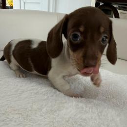 Girl number four - Piebald female Dachshund puppy in Spokane, Washington from Dearhaven Doxie