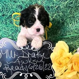 Cavalier King Charles Spaniel Puppies from Lone Star Companion Cavaliers