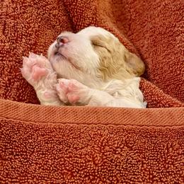 Cavapoo Puppies from Patriot Pups Cavapoos