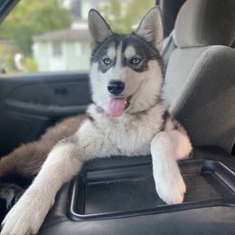 Sable - Siberian Husky