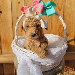 Goldendoodle Puppies from Heavenly Goldendoodles