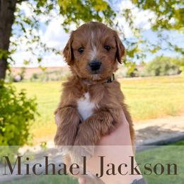 Michael Jackson - Red  male Goldendoodle puppy in Melba, Idaho from KZ Doodles