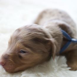 Clover - Dapple male Dachshund puppy in Morrow, Ohio from Courtney’s Colorful Doxies