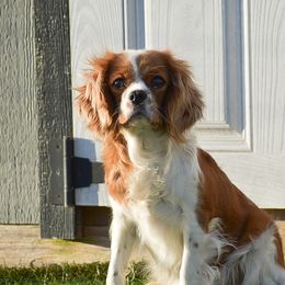 Bethany - Cavalier King Charles Spaniel