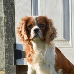 Bethany - Cavalier King Charles Spaniel