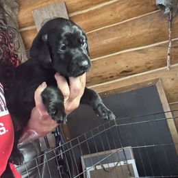 Boy 4 - Black male Labrador Retriever puppy in Alaska from Steele's Lone Oak Labradors