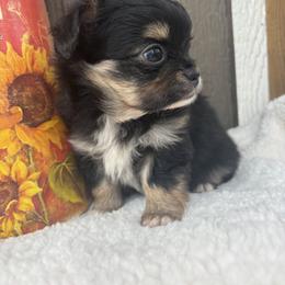 Fargo - Black and tan male Chihuahua puppy in Gay, Georgia from That’s My Puppy
