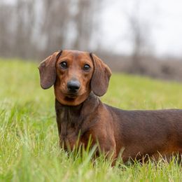 Poppy - Red female Dachshund puppy in Crystal, Michigan from Mare-Bella Smoothcoat Edition