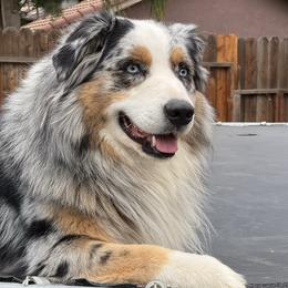 Ozzy - Australian Shepherd