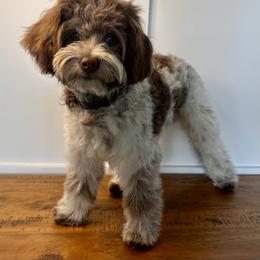 Banks - Cavapoo